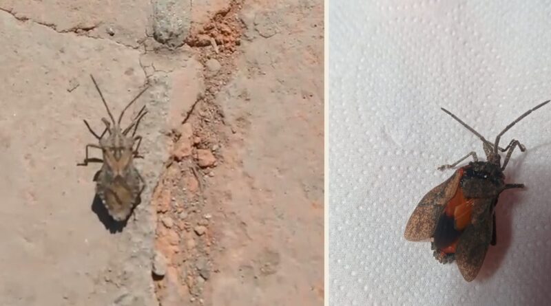 Insectos encontrados por vecinos de Monte Quemado y reportados como posibles vinchucas.