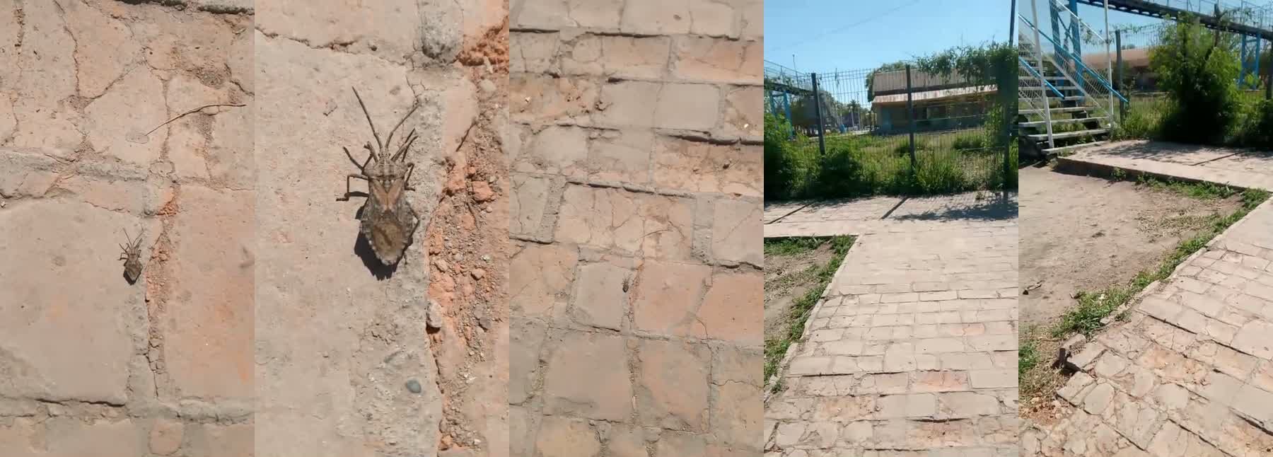 Registros de insectos reportados por vecinos de Monte Quemado y del lugar de uno de los hallazgos.